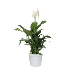 Peace Lily Plant -Green Yard Plant Store LIL PEA1 delilah white
