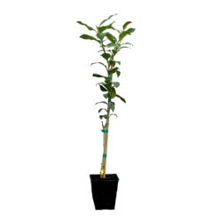 Key Lime Tree 15 Key Lime Tree -Green Yard Plant Store LIM KEY 12 QT