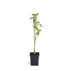 Persian 'Bearss' Lime Tree -Green Yard Plant Store LIM PER 12 1QT