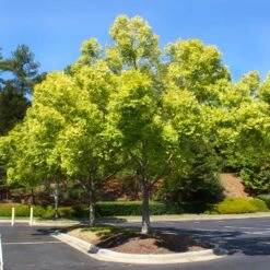 Lacebark Chinese Elm Tree 12 Lacebark Chinese Elm Tree -Green Yard Plant Store Lacebark Chinese Elm 5 FGT