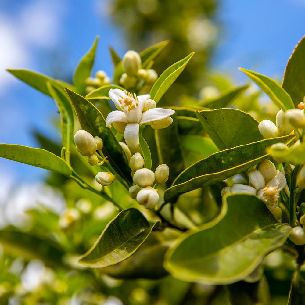 Lane Late Navel Orange 3 Lane Late Navel Orange - Image 3