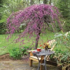 Lavender Twist® Weeping Redbud Tree -Green Yard Plant Store Lavender Twist Redbud 1