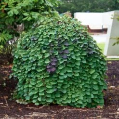 Lavender Twist® Weeping Redbud Tree -Green Yard Plant Store Lavender Twist Redbud 3