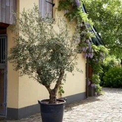 Lecciana Olive Tree -Green Yard Plant Store Lecciana Olive Tree 2