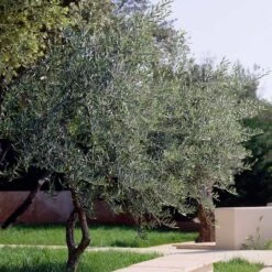 Lecciana Olive Tree -Green Yard Plant Store Lecciana Olive Tree 3