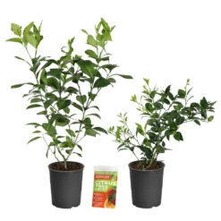 Meyer Lemon + Key Lime Bush Pack -Green Yard Plant Store Lemon and LimeBushes 2