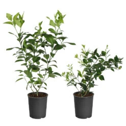 Meyer Lemon + Key Lime Bush Pack -Green Yard Plant Store Lemon and LimeBushes 5ed8c5a7 14fa 4c58 93bb 9b06a0c16cba