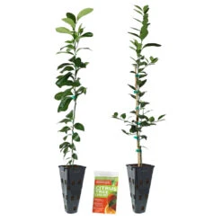 Meyer Lemon + Key Lime Tree Pack 11 Meyer Lemon + Key Lime Tree Pack -Green Yard Plant Store Lemon and LimeTrees2