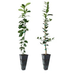 Meyer Lemon + Key Lime Tree Pack 8 Meyer Lemon + Key Lime Tree Pack -Green Yard Plant Store Lemon and LimeTrees 91ce8611 fcee 4431 8480 d36e7e121b7e
