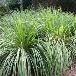 Lemon Grass Plant (Cymbopogon Citratus) -Green Yard Plant Store Lemon Grass 4