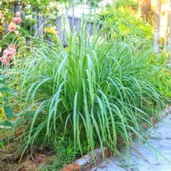 Green Yard Plant Store -Green Yard Plant Store Lemon Grass 5 FGT