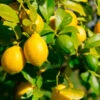 Lemon-Lime Citrus Bush