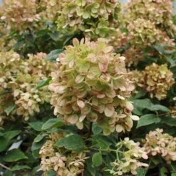 Limelight Hydrangea Shrub -Green Yard Plant Store Limelight Hydrangea 3 FGT