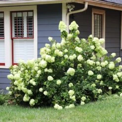 Limelight Hydrangea Shrub -Green Yard Plant Store Limelight Hydrangea 4 FGT
