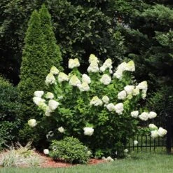Limelight Hydrangea Shrub -Green Yard Plant Store Limelight Hydrangea 5 FGT