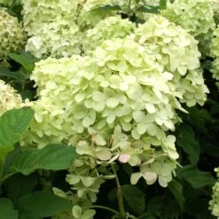 Limelight Hydrangea Tree -Green Yard Plant Store Limelight Hydrangea Tree 4 FGT