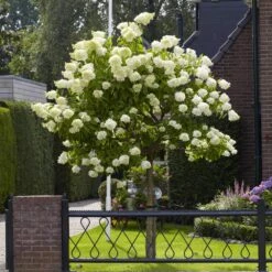 Limelight Hydrangea Tree -Green Yard Plant Store Limelight Hydrangea Tree 6 FGT