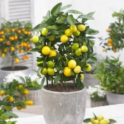 Limequat Citrus Tree -Green Yard Plant Store Limequat 3 FGT