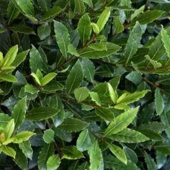 Little Ragu® Sweet Bay Shrub -Green Yard Plant Store Little Ragu Sweet Bay 2