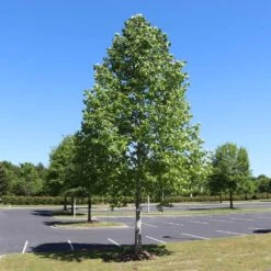 Tulip Poplar 'Little Volunteer' 9 Tulip Poplar 'Little Volunteer' -Green Yard Plant Store Little Volunteer Poplar 1