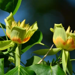 Tulip Poplar 'Little Volunteer' 7 Tulip Poplar 'Little Volunteer' -Green Yard Plant Store Little Volunteer Poplar 2