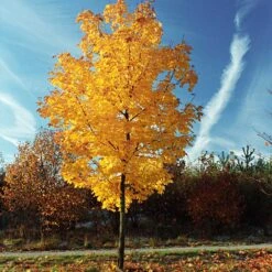 Tulip Poplar 'Little Volunteer' 8 Tulip Poplar 'Little Volunteer' -Green Yard Plant Store Little Volunteer Poplar 3