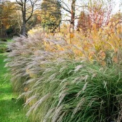 Little Kitten Maiden Grass -Green Yard Plant Store Little kitten Madien Grass 1