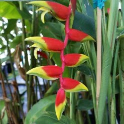 Lobster Claw Plant -Green Yard Plant Store Lobster Claw 6
