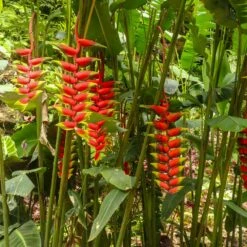 Lobster Claw Plant -Green Yard Plant Store Lobster Claw 7 FGT
