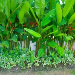Lobster Claw Plant -Green Yard Plant Store Lobster Claw 9