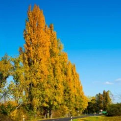 Lombardy Poplar Tree -Green Yard Plant Store Lombardy Poplar 5 FGT