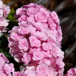 Love Hydrangea -Green Yard Plant Store Love Hydrangea 2 FGT