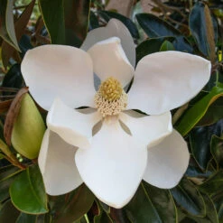 Little Gem Magnolia Tree 6 Little Gem Magnolia Tree -Green Yard Plant Store Lttle Gem Magnolia 2 FGT