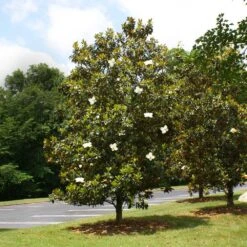 Little Gem Magnolia Tree 7 Little Gem Magnolia Tree -Green Yard Plant Store Lttle Gem Magnolia 4