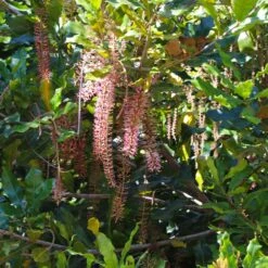 Macadamia Nut Tree -Green Yard Plant Store Macadamia Nut Tree 2