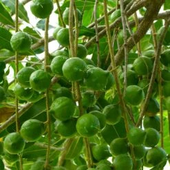 Macadamia Nut Tree -Green Yard Plant Store Macadamia Nut Tree 3