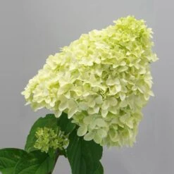 Magical® Candle Hydrangea Shrub 7 Magical® Candle Hydrangea Shrub -Green Yard Plant Store Magical Candle 2