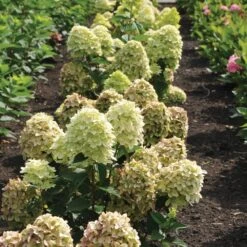 Magical® Candle Hydrangea Shrub 6 Magical® Candle Hydrangea Shrub -Green Yard Plant Store Magical Candle 3