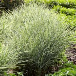 Green Yard Plant Store -Green Yard Plant Store Maiden Grass Morning light 1