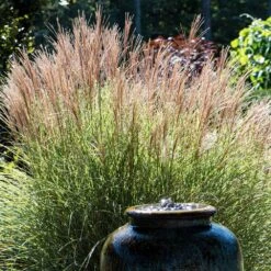 Morning Light Miscanthus -Green Yard Plant Store Maiden Grass Morning light 2 FGT