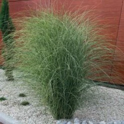 Morning Light Miscanthus -Green Yard Plant Store Maiden Grass Morning light 3 FGT