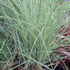 Morning Light Miscanthus -Green Yard Plant Store Maiden Grass Morning light 5