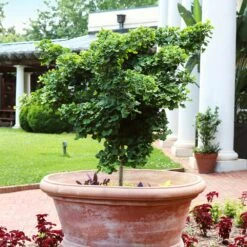 Ginkgo Biloba 'Mariken' Tree 9 Ginkgo Biloba 'Mariken' Tree -Green Yard Plant Store Mairken Ginkgo 1 FGT