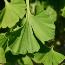 Ginkgo Biloba 'Mariken' Tree 11 Ginkgo Biloba 'Mariken' Tree -Green Yard Plant Store Mairken Ginkgo 4 FGT