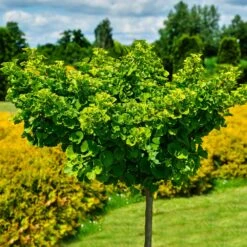Ginkgo Biloba 'Mariken' Tree 8 Ginkgo Biloba 'Mariken' Tree -Green Yard Plant Store Mairken Ginkgo 8 FGT