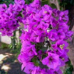 Majestic Purple Bougainvillea 5 Majestic Purple Bougainvillea -Green Yard Plant Store Majestic Purple Bougainvillea 4 FGT