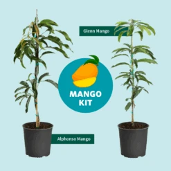 Alphonso Mango 13 Alphonso Mango -Green Yard Plant Store Mango Kit Graphic dc77f6db ee29 43d2 85de 9f3718171195