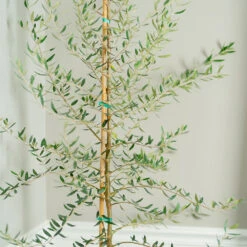 Manzanillo Olive Tree -Green Yard Plant Store Manzanilla Olive Tree 2