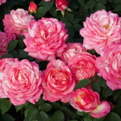 Marc Chagall™ Rose Tree -Green Yard Plant Store Marc Chagall Standard 3