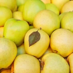 Mutsu (Crispin) Apple Tree -Green Yard Plant Store Matsu Crispin Apple 2 911ff493 b5f3 4735 b48a e3117551cc55